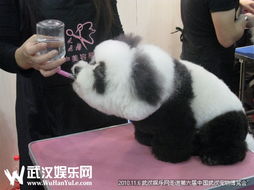 2013武漢國際尚品生活方式及寵物水族展覽會(huì)
